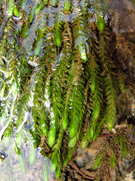 Fontinalis antipyretica