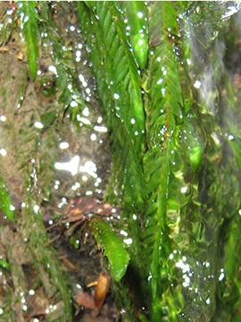 Fontinalis antipyretica