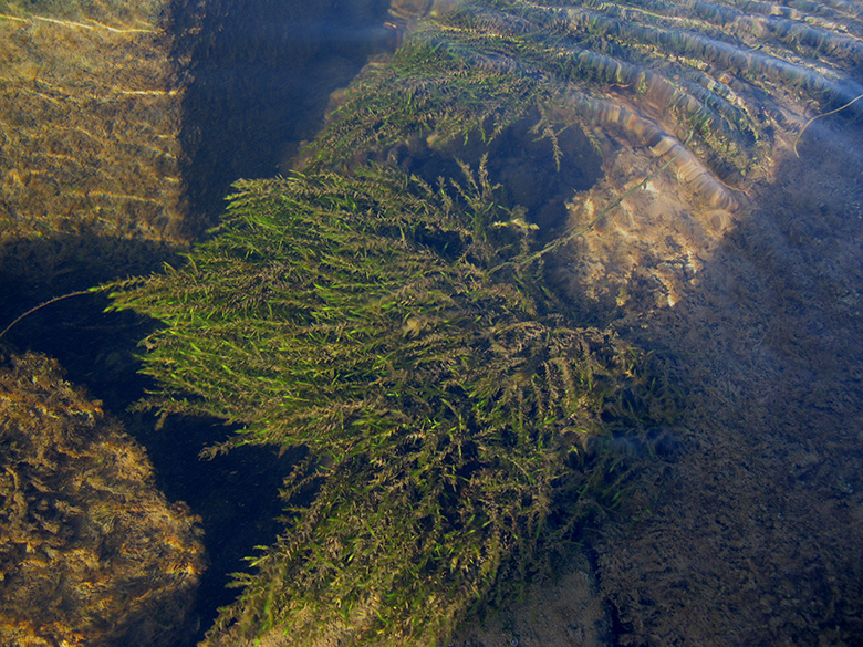 Fontinalis antipyretica