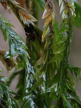 Fontinalis antipyretica