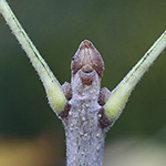 Fraxinus pennsylvanica - Pennsylvanische Esche