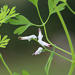 Fumaria muralis - Mauer-Erdrauch