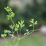 Fumaria muralis - Mauer-Erdrauch