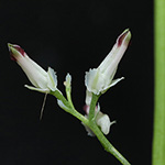 Fumaria muralis - Mauer-Erdrauch