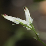 Fumaria muralis - Mauer-Erdrauch