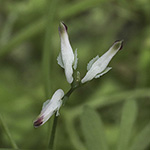 Fumaria muralis - Mauer-Erdrauch