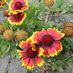 Gaillardia grandiflora - Garten-Kokardenblume