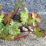 Geranium lucidum - Glänzender Storchschnabel