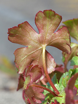 Geranium lucidum