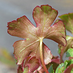Geranium lucidum - Glänzender Storchschnabel