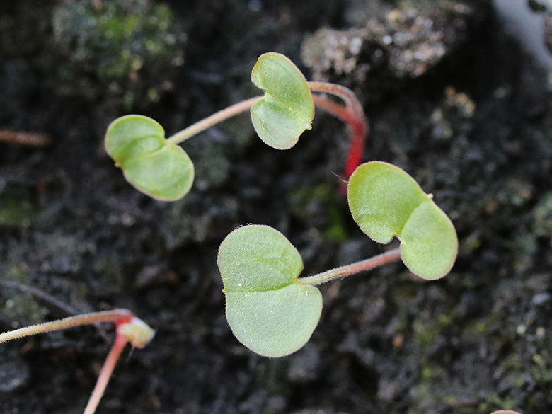 Geranium pratense