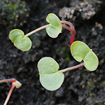 Geranium pratense - Wiesen-Storchschnabel
