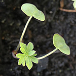 Geranium pratense - Wiesen-Storchschnabel