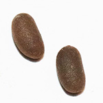 Geranium pratense - Wiesen-Storchschnabel