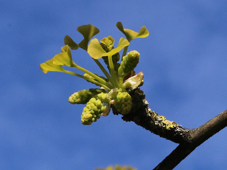 Ginkgo biloba