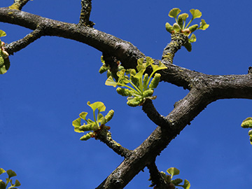 Ginkgo biloba