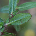 Helianthemum nummularium - Gewöhnliches Sonnenröschen