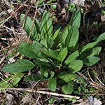Hesperis matronalis - Nachtviole