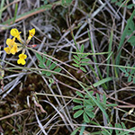 Hippocrepis comosa - Hufeisenklee
