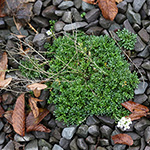 Hornungia alpina subsp. auerswaldii - Kantabrische Gämskresse