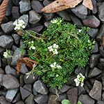 Hornungia alpina subsp. auerswaldii - Kantabrische Gämskresse