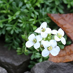 Hornungia alpina subsp. auerswaldii - Kantabrische Gämskresse