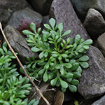 Hornungia alpina subsp. auerswaldii - Kantabrische Gämskresse