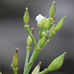 Hornungia alpina subsp. auerswaldii - Kantabrische Gämskresse