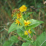 Inula racemosa - Traubiger Alant