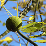 Juglans nigra - Schwarznuss