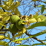 Juglans nigra - Schwarznuss