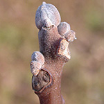 Juglans nigra - Schwarznuss