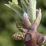 Juglans nigra - Schwarznuss