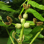Juglans nigra - Schwarznuss