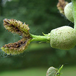 Juglans nigra - Schwarznuss