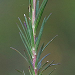 Linum tenuifolium - Schmalblättriger Lein