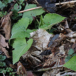 Lunaria rediviva - Ausdauerndes SIlberblatt