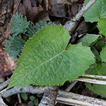 Lunaria rediviva - Ausdauerndes SIlberblatt