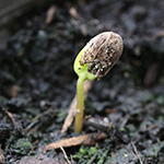 Malus domestica - Apfelbaum