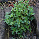 Mentha arvensis - Acker-Minze