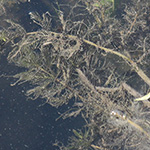 Myriophyllum spicatum - Ähren-Tausendblatt