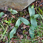 Ophrys apifera - Bienen-Ragwurz