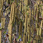 Ostrya carpinifolia - Hopfenbuche