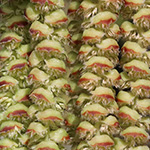 Ostrya carpinifolia - Hopfenbuche