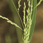 Panicum gilvum - Botswana-Hirse