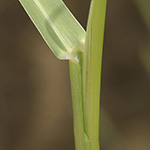 Panicum gilvum - Botswana-Hirse