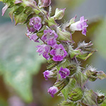 Perilla frutescens - Shiso