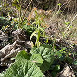 Petasites albus - Weiße Pestwurz