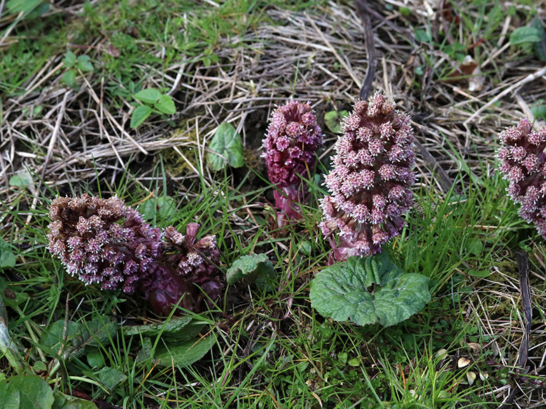 Petasites hybridus