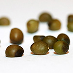 Polygonatum multiflorum - Vielblütige Weißwurz